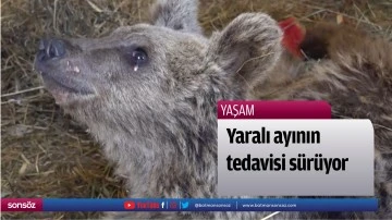 Yaralı ayının tedavisi s&uuml;r&uuml;yor