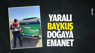 Yaralı baykuş doğaya emanet