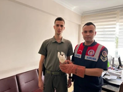 Yaralı bulunan ak &ccedil;aylak kuşu koruma altına alındı