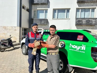 Yaralı bulunan kızıl şahin koruma altına alındı