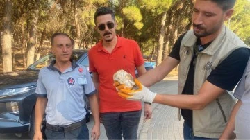 Yaralı bulunan pe&ccedil;eli baykuş tedavi altına alındı
