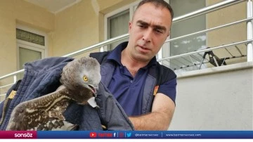 Yaralı bulunan şahin koruma altına alındı