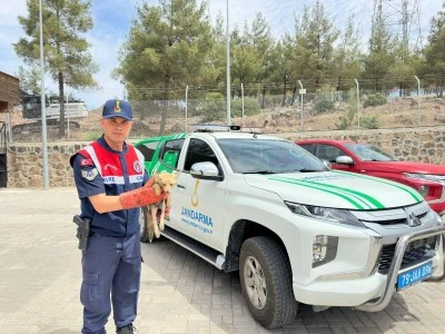 Yaralı bulunan tilki koruma altına alındı