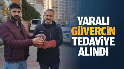 Yaralı g&uuml;vercin, tedaviye alındı