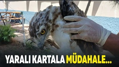 Yaralı kartala m&uuml;dahale&hellip;