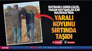 Yaralı koyunu sırtında taşıdı