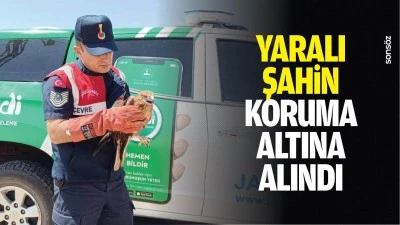 Yaralı şahin koruma altına alındı