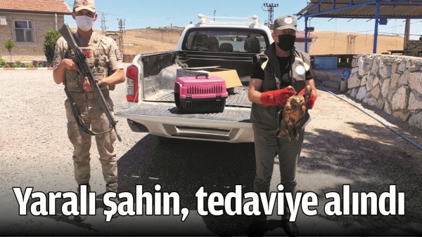 YARALI ŞAHİN, TEDAVİYE ALINDI