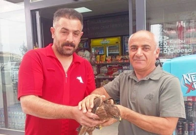 Yaralı ve bitkin bulunan 2 kızıl şahin tedavi altına alındı