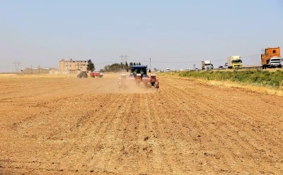 Yasağa rağmen mısır ekimi devam ediyor