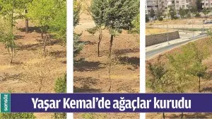 YAŞAR KEMAL&rsquo;DE AĞA&Ccedil;LAR KURUDU