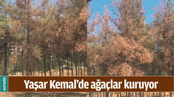 YAŞAR KEMAL&rsquo;DE AĞA&Ccedil;LAR KURUYOR