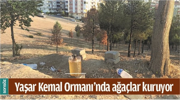 YAŞAR KEMAL ORMANI&rsquo;NDA AĞA&Ccedil;LAR KURUYOR