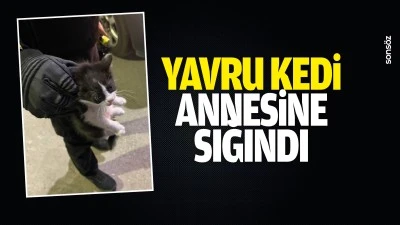 Yavru kedi, annesine sığındı