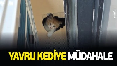 Yavru kediye m&uuml;dahale
