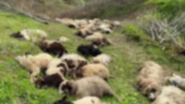 Yaylada ayı saldırısında 76 koyun öldü