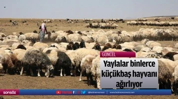 Yaylalar binlerce k&uuml;&ccedil;&uuml;kbaş hayvanı ağırlıyor