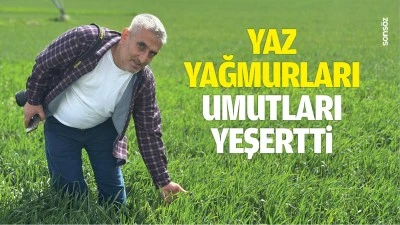 Yaz yağmurları, umutları yeşertti