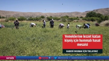 Yemeklerine lezzet katan kişniş i&ccedil;in hummalı hasat mesaisi