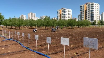 Yerel tohum i&ccedil;in fideler toprakla buluştu