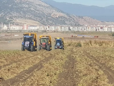 Yerfıstığı hasadı başladı