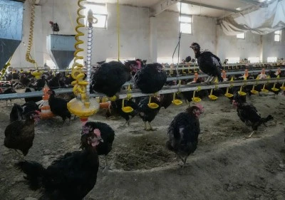 Yerli ırk tavuklardan organik yumurta &uuml;retimi kırsalda yaygınlaştırılıyor