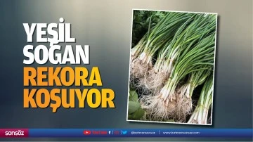 Yeşil soğan rekora koşuyor