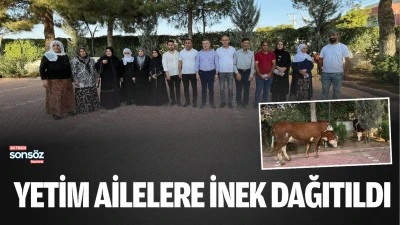 Yetim ailelere inek dağıtıldı