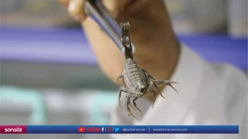 Yetiştirdiği akreplerin zehrini yurt dışına satıyor