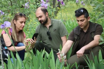 Yılda sadece 15 g&uuml;n a&ccedil;an endemik Siirt ada&ccedil;ayı korunuyor