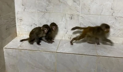 Yurtta Makak Maymini ele ge&ccedil;irildi