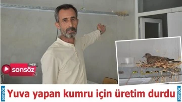 Yuva yapan kumrular i&ccedil;in &uuml;retim durdu