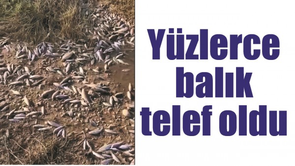 Y&Uuml;ZLERCE BALIK TELEF OLDU