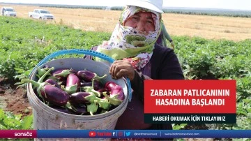 Zabaran patlıcanının hasadına başlandı
