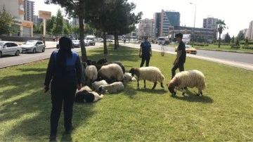 Zabıta bayram boyunca denetimdeydi