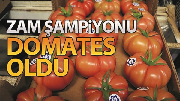 ZAM ŞAMPİYONU DOMATES