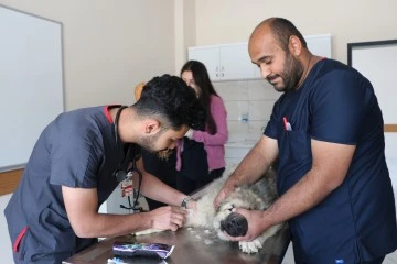 Zehirlenen k&ouml;pek tedavi altına alındı