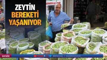 Zeytin bereketi yaşanıyor
