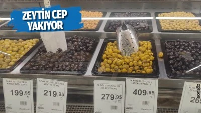Zeytin cep yakıyor