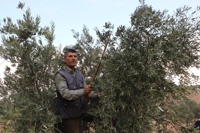 Zeytin hasadı başladı