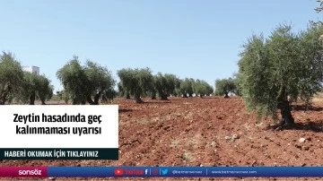 Zeytin hasadında ge&ccedil; kalınmaması uyarısı