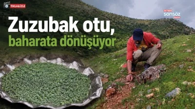 Zuzubak otu, baharata d&ouml;n&uuml;ş&uuml;yor