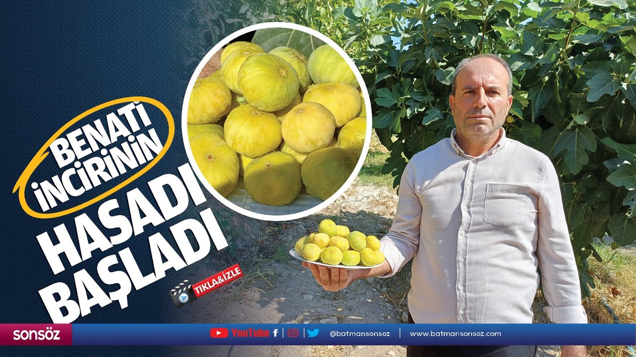 Hasankeyf&rsquo;te benati incirinin hasadı başladı