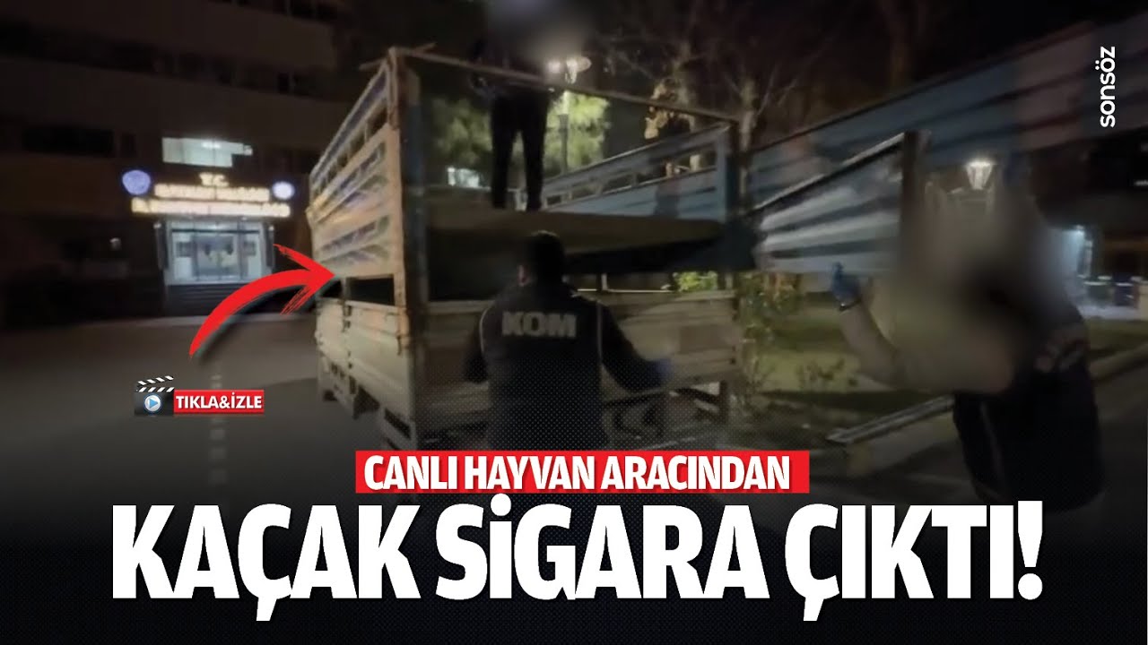 Canlı hayvan aracından ka&ccedil;ak sigara &ccedil;ıktı!