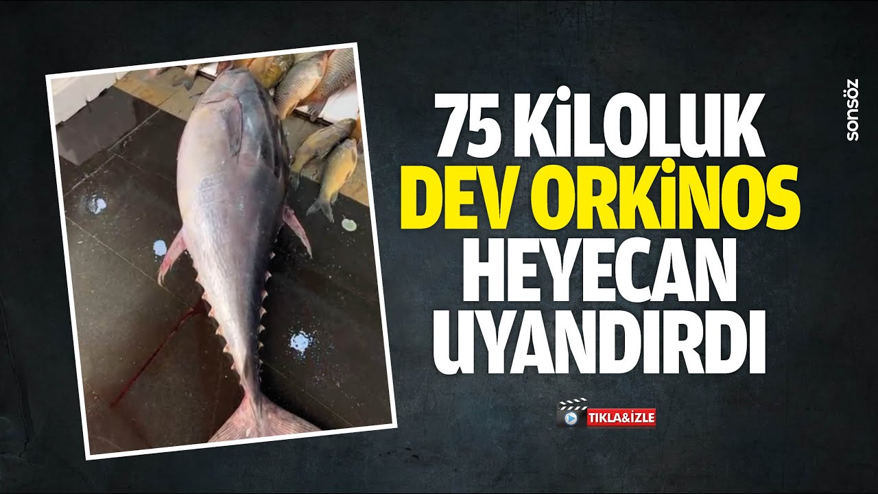 75 kiloluk dev orkinos, heyecan uyandırdı