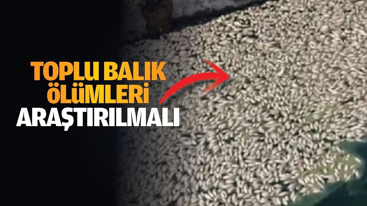 Toplu balık &ouml;l&uuml;mleri araştırılmalı