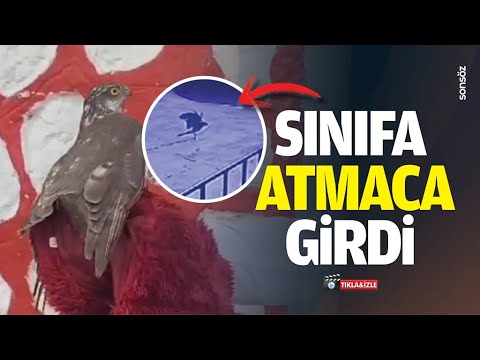 Sınıfa atmaca girdi
