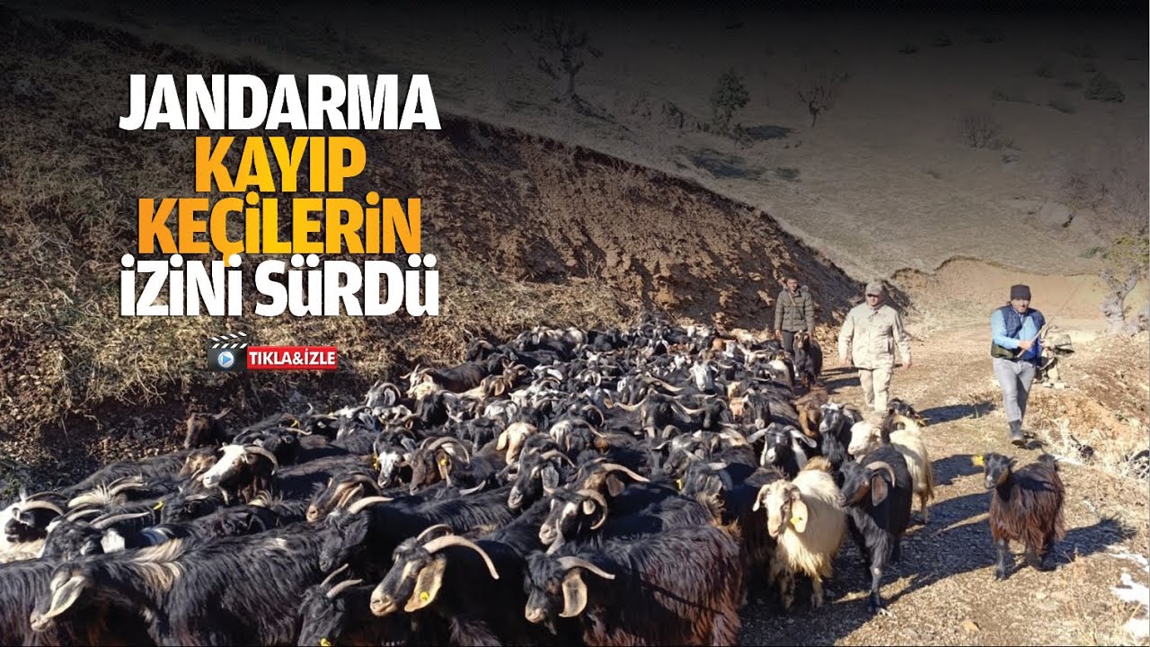 Jandarma, kayıp ke&ccedil;ilerin izini s&uuml;rd&uuml;