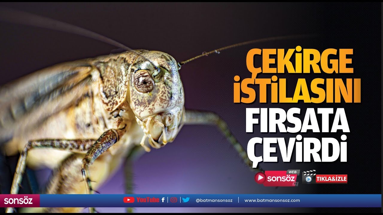&Ccedil;ekirge istilasını fırsata &ccedil;evirdi