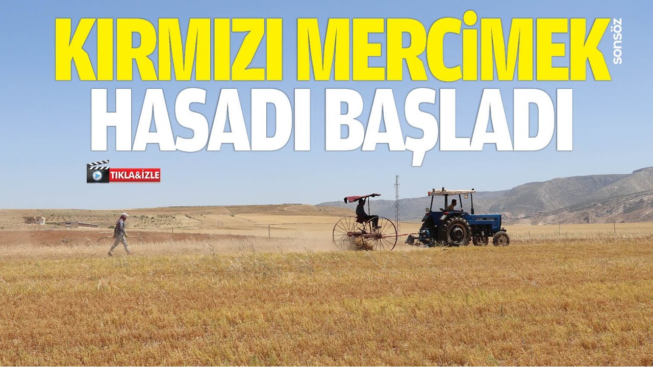 Kırmızı mercimek hasadı başladı